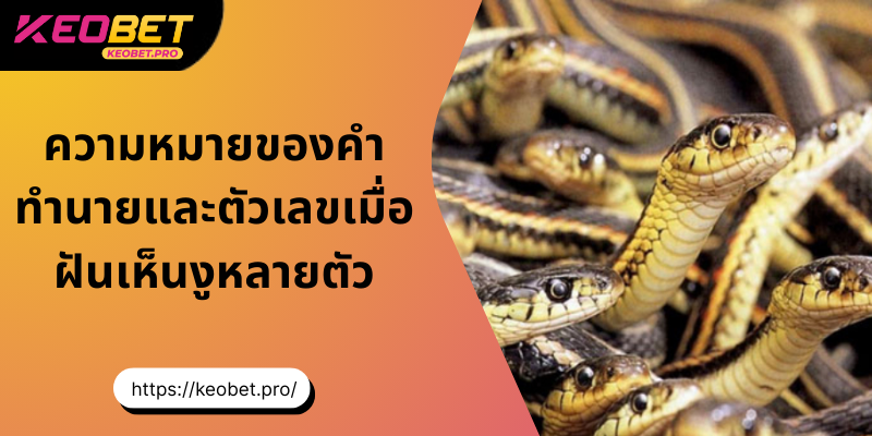 ความหมายของคำทำนายและตัวเลขเมื่อฝันเห็นงูหลายตัว ทำนายฝันเห็นงูหลายตัว และเลขมงคลนำโชค