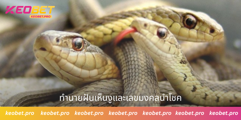 ความหมายของคำทำนายและตัวเลขเมื่อฝันเห็นงูหลายตัว ทำนายฝันเห็นงูและเลขมงคลนำโชค